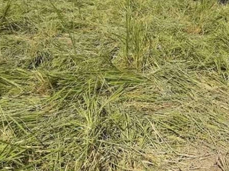 जङ्गली हात्तीको बथानले धानबालीमा नोक्सनी 